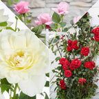  3 Rosiers Grimpants Parfumées En Mélange
