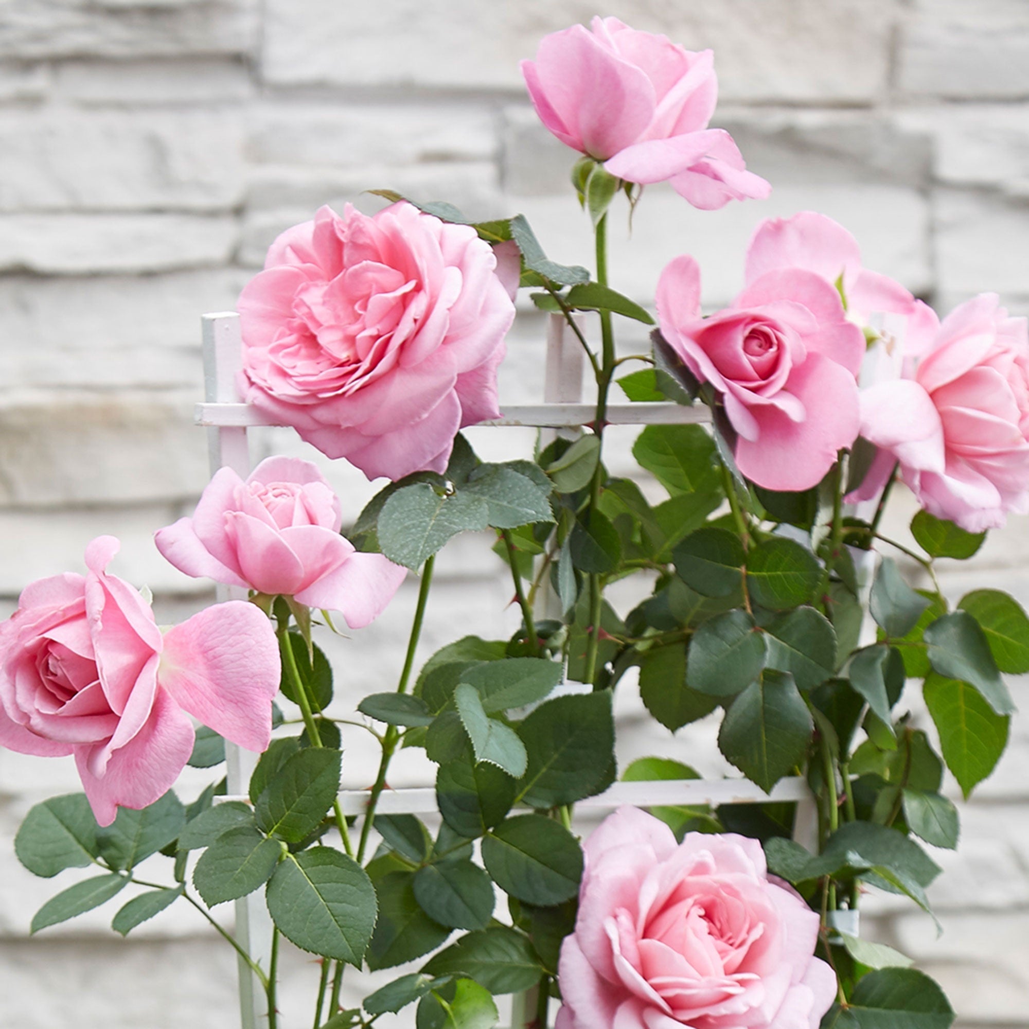  3 Rosiers Grimpants Parfumées En Mélange