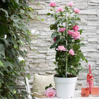  3 Rosiers Grimpants Parfumées En Mélange