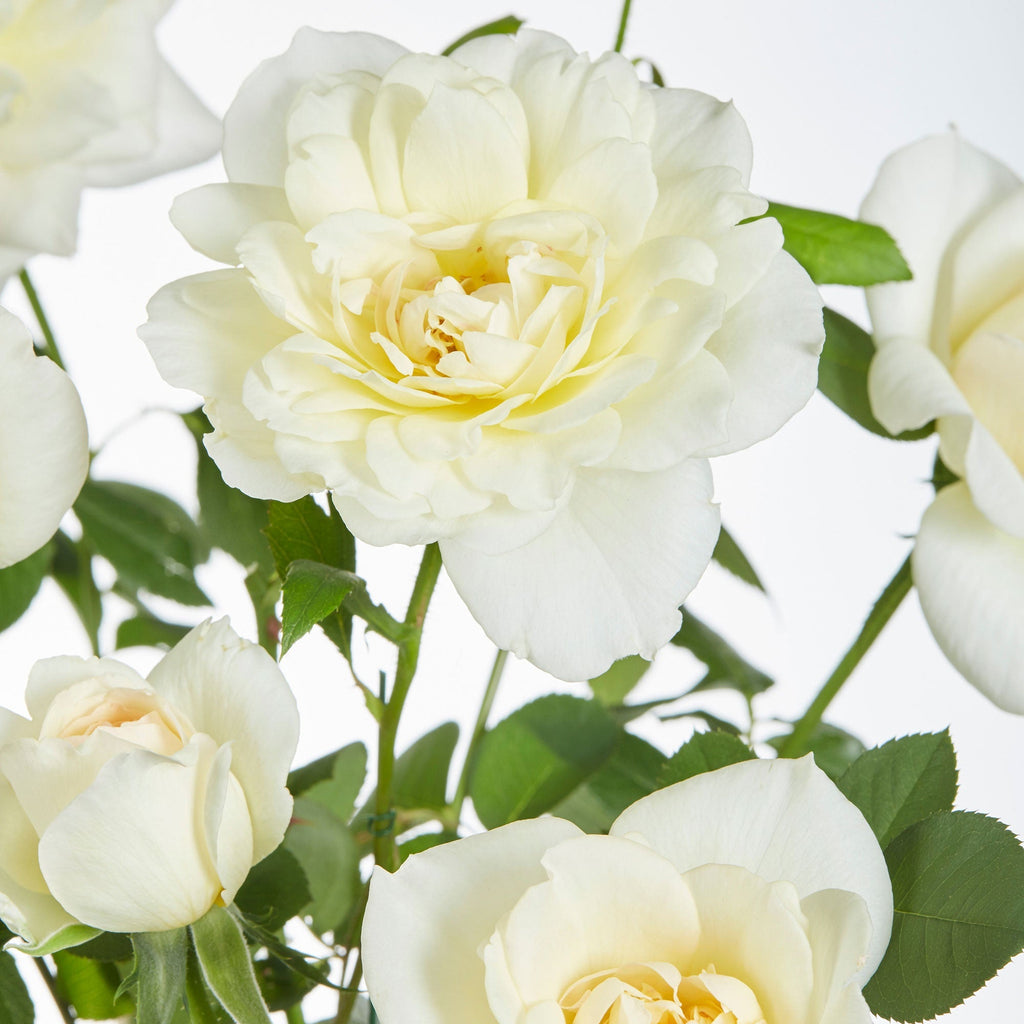  3 Rosiers Grimpants Parfumées En Mélange