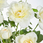  3 Rosiers Grimpants Parfumées En Mélange