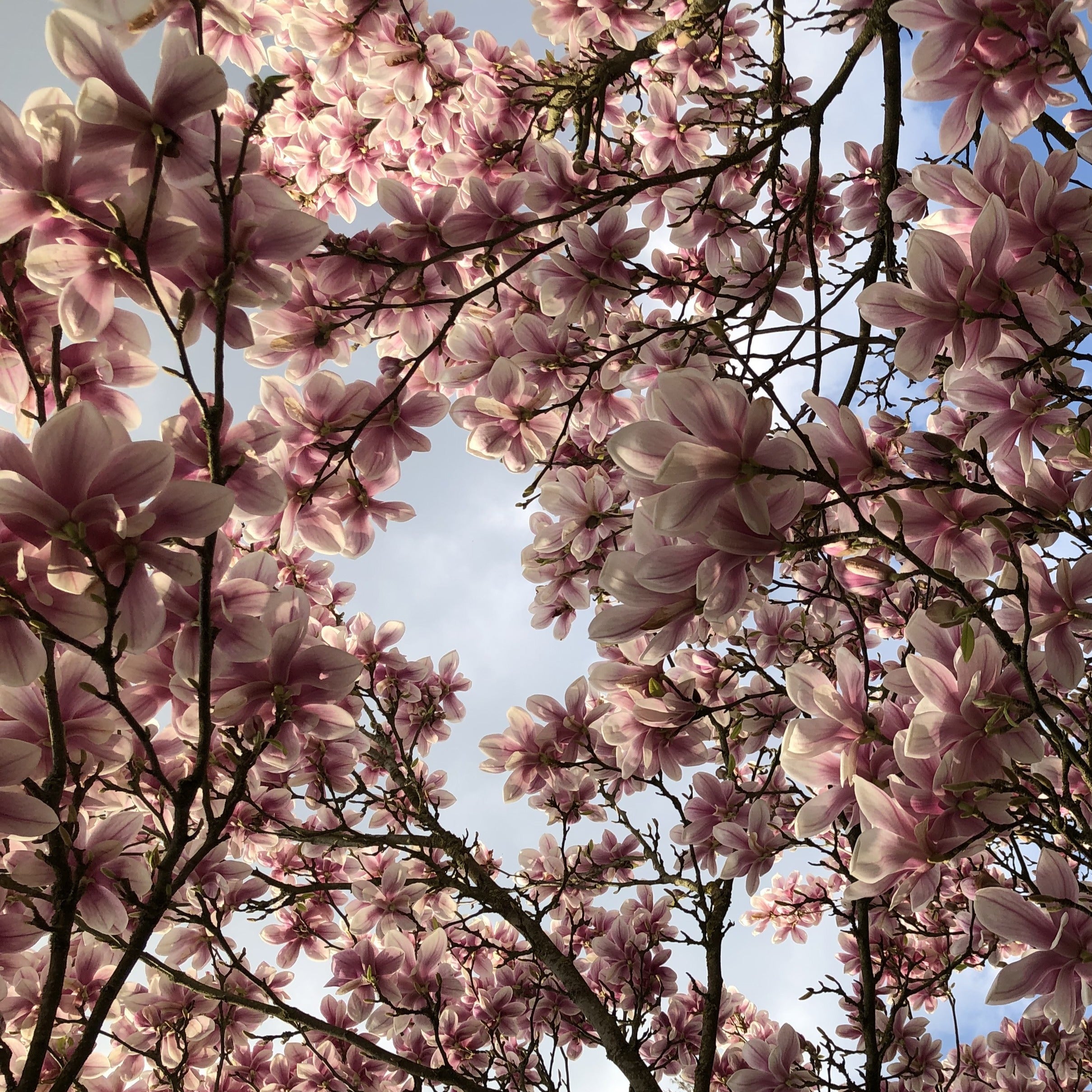  Magnolia De Soulange