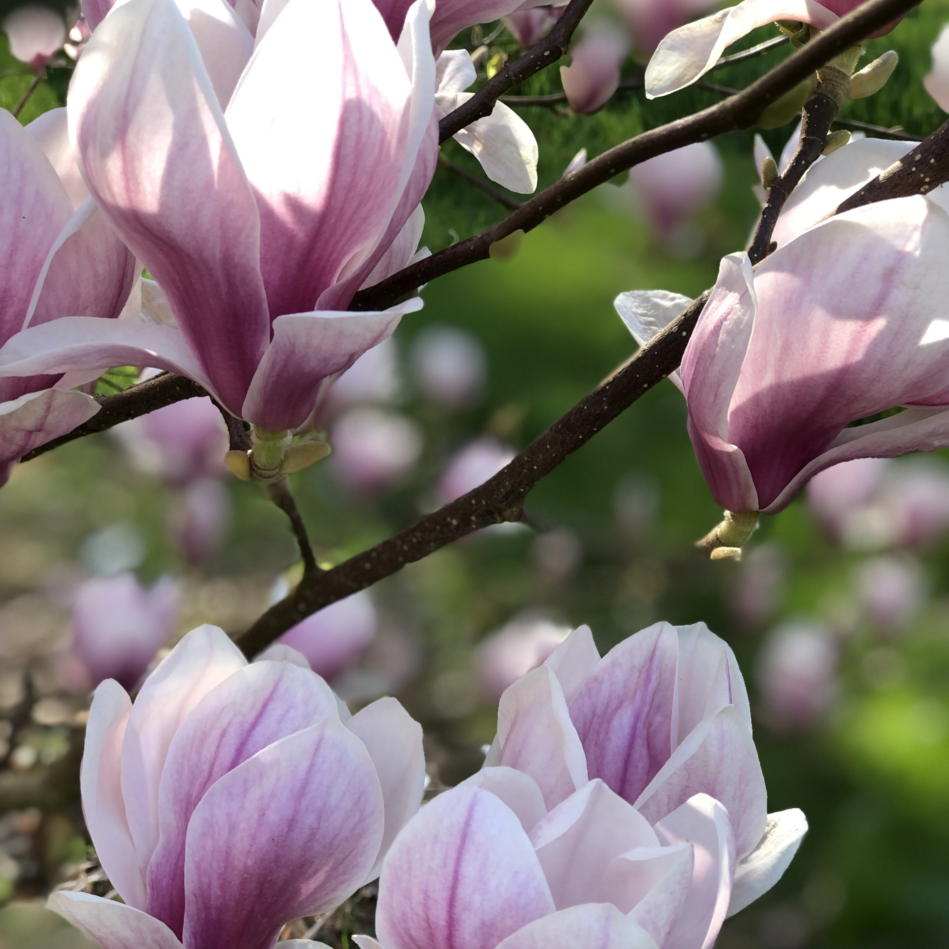  Magnolia De Soulange