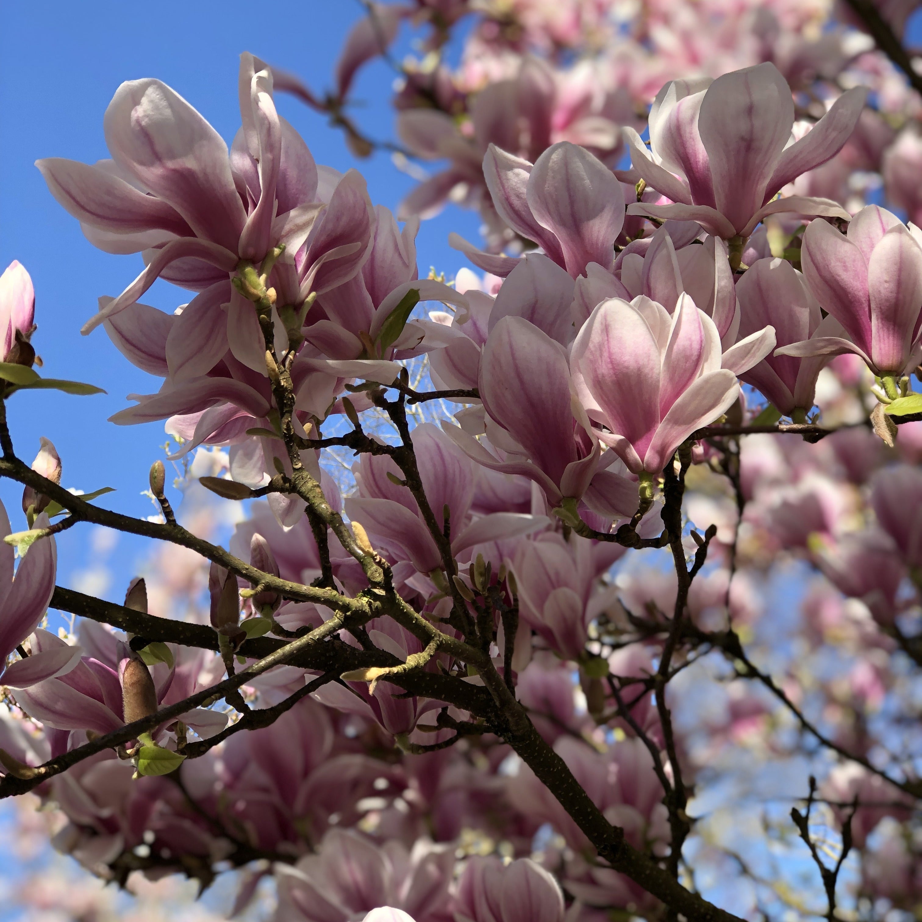  Magnolia De Soulange