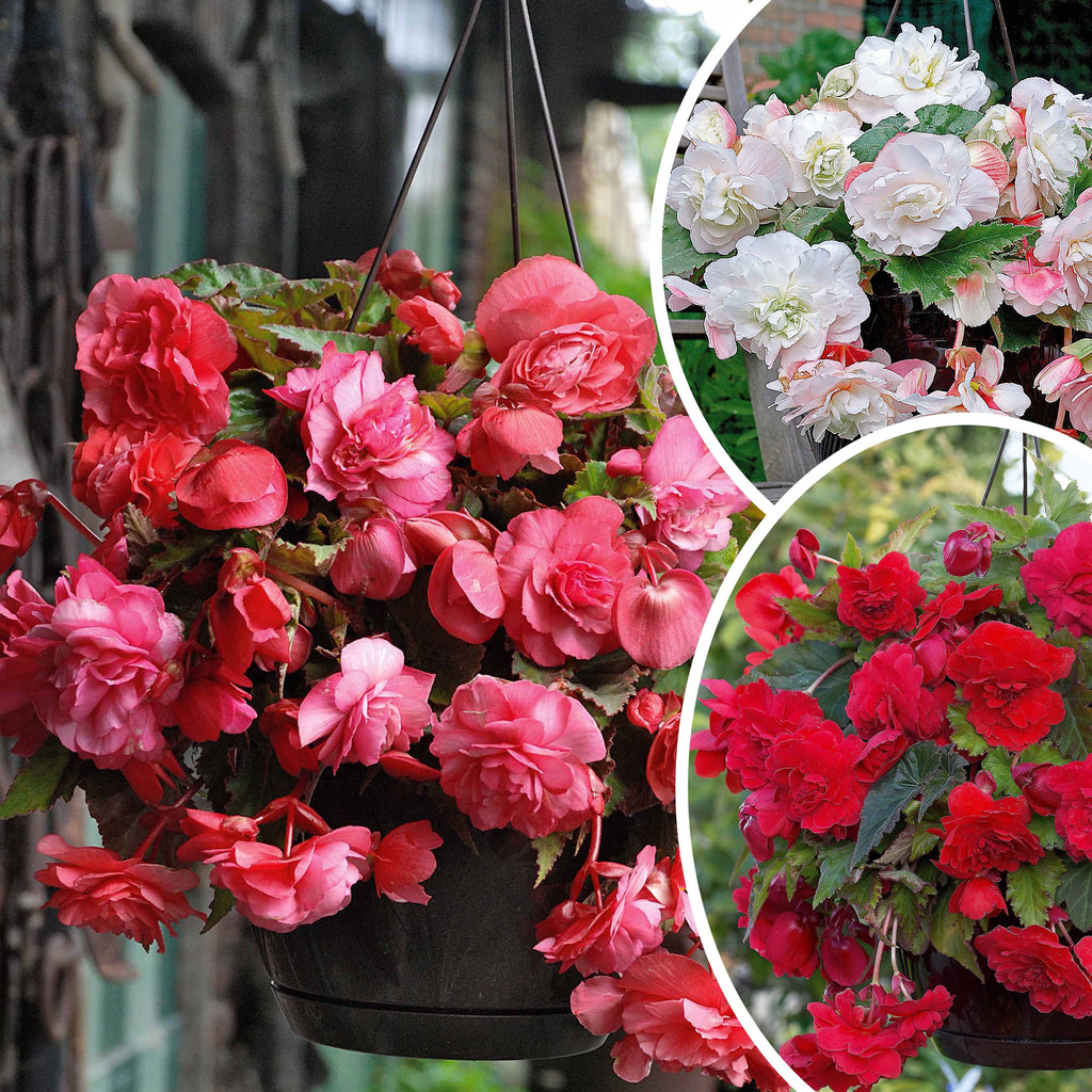  9 Bégonias Parfumées En Mélange
