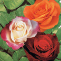  Collection De 3 Rosiers Sans Entretien