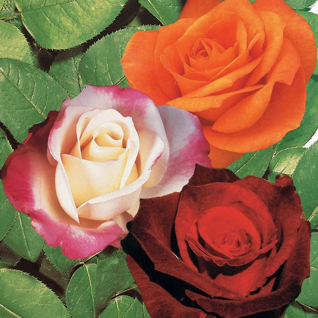  Collection De 3 Rosiers Sans Entretien