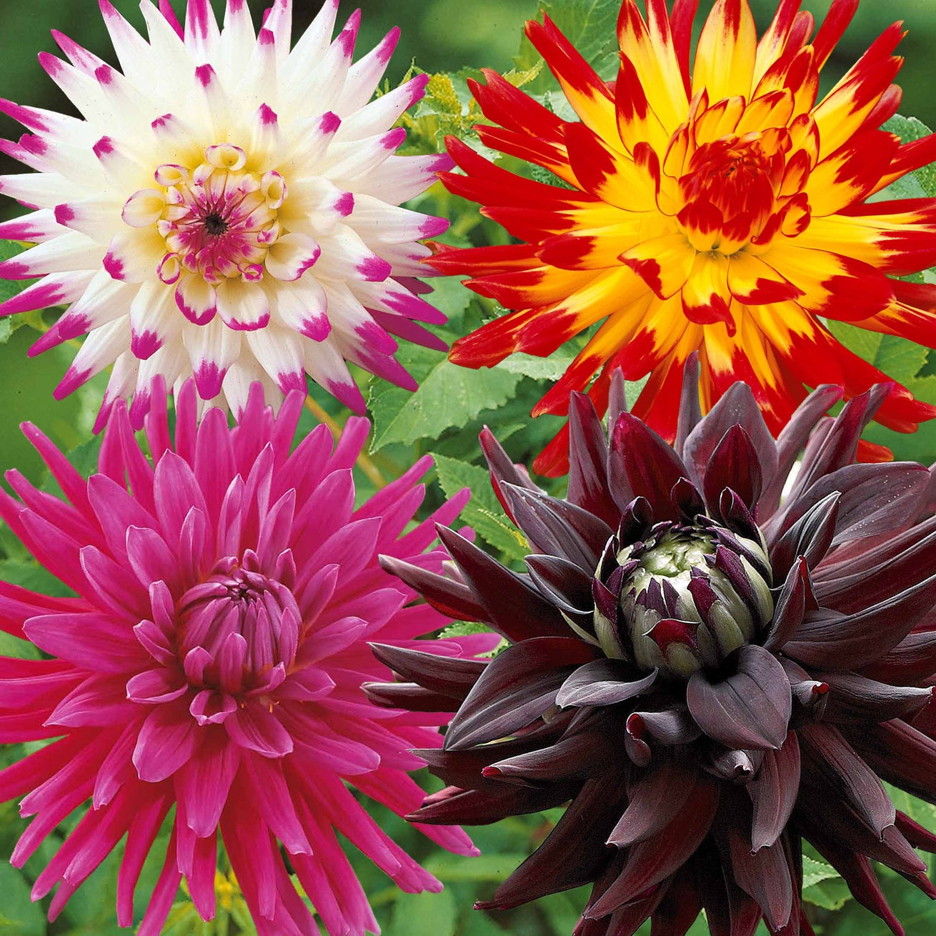  8 Dahlias Cactus En Mélange