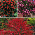  Collection De 3 Arbustes : Lagerstroemia, Callistemon, Genêt