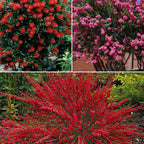  Collection De 3 Arbustes : Lagerstroemia, Callistemon, Genêt