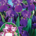  Collection De 6 Iris Remontants Autumn Encoree Et Lovely Again