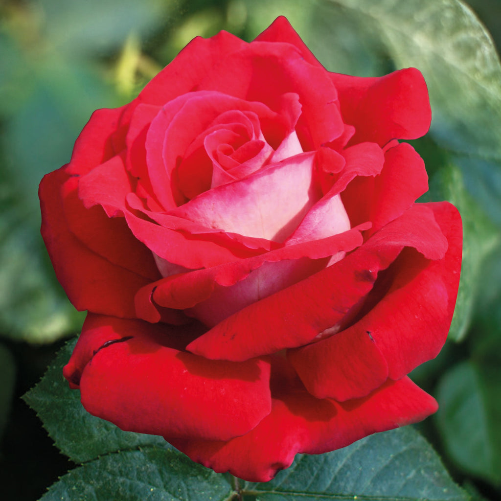  Rosier Buisson Osiria