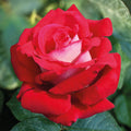  Rosier Buisson Osiria