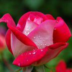  Rosier Buisson Osiria