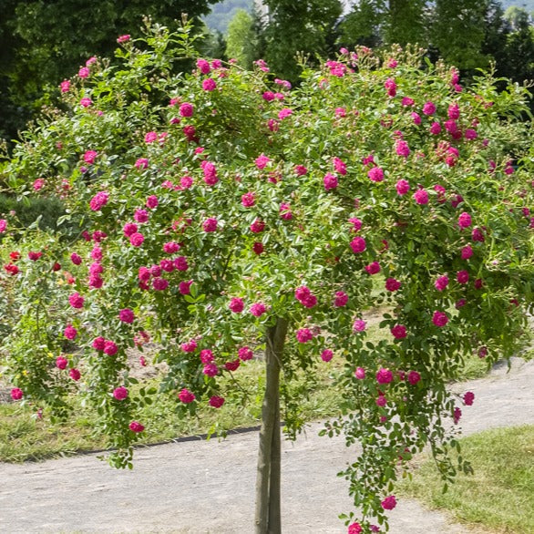  Rosier Pleureur Excelsa Sur Tige