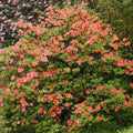  Azalée De Chine Rouge Orangée