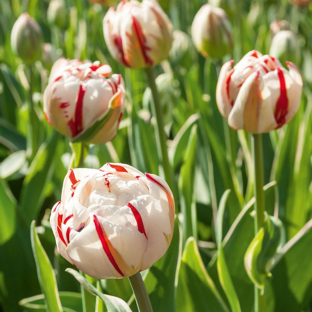  10 Tulipes à Fleurs De Pivoine Carnaval De Nice