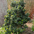  Troène Du Japon Rotundifolium