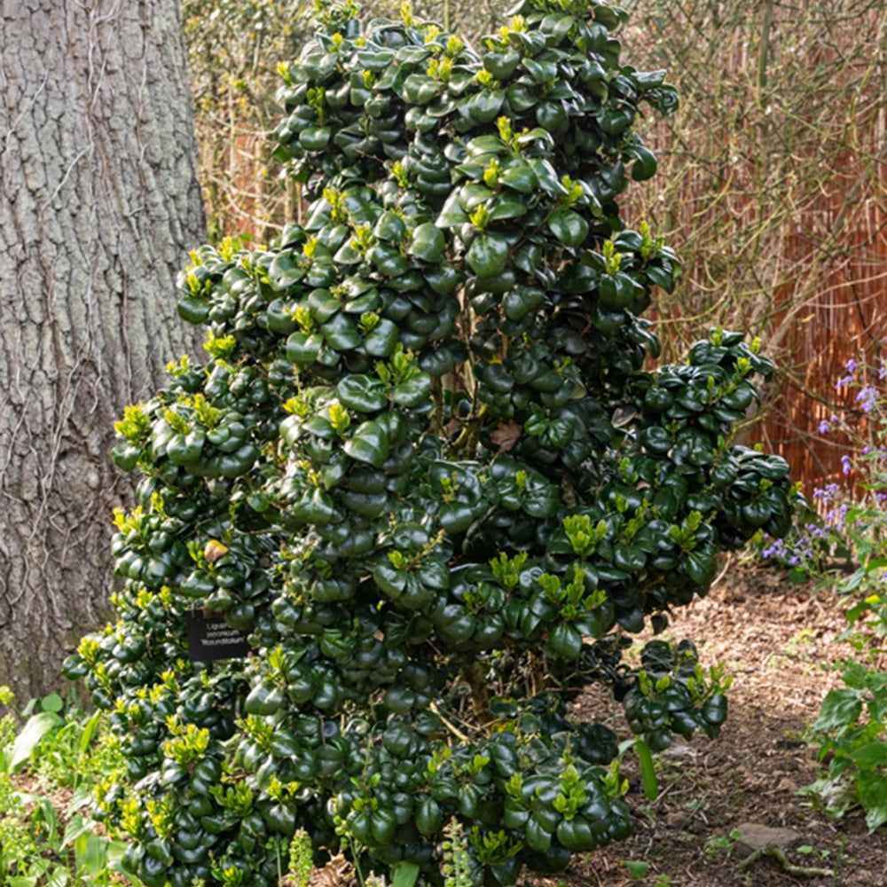  Troène Du Japon Rotundifolium