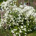  Exochorda Macrantha The Bride