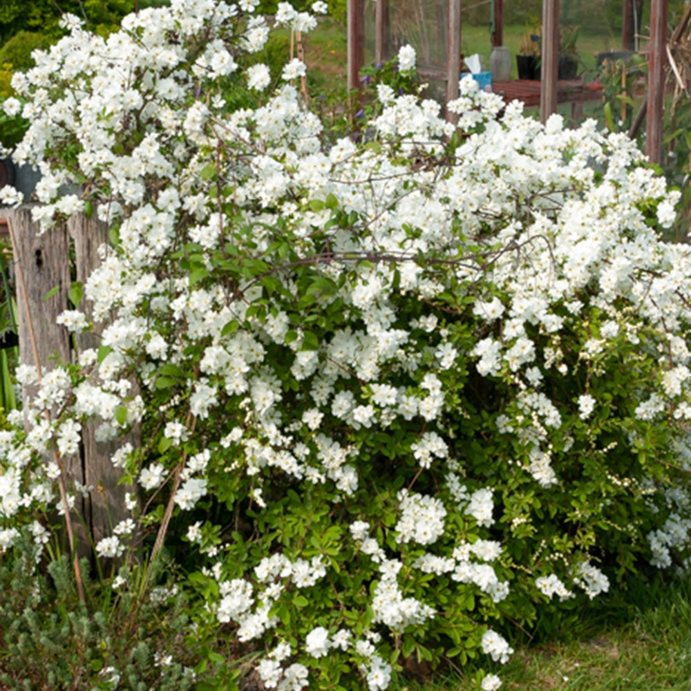  Exochorda Macrantha The Bride