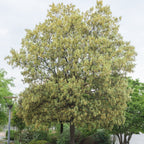  Chêne Vert