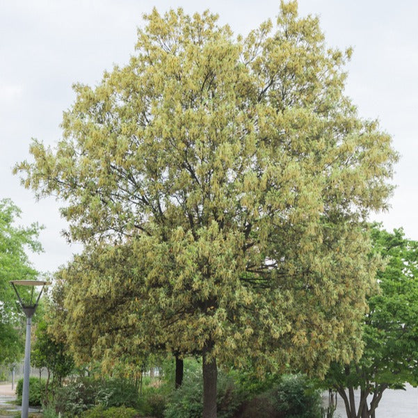  Chêne Vert