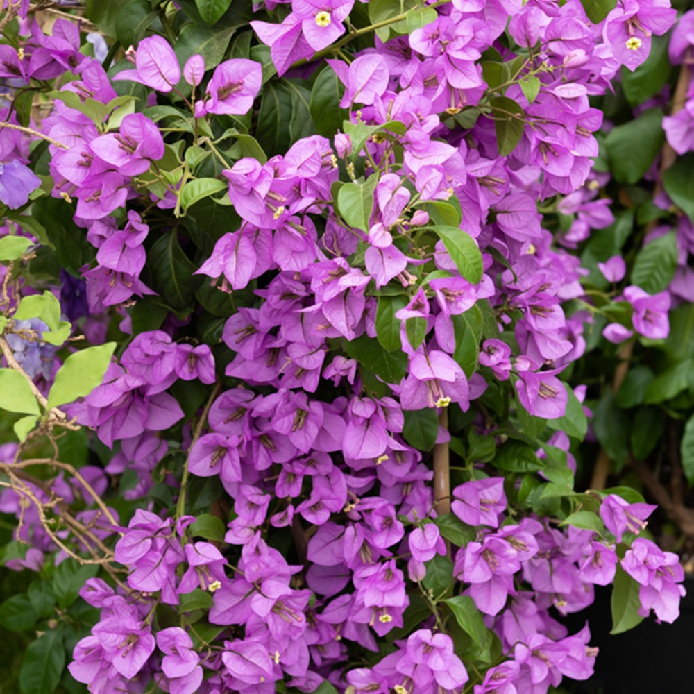  Bougainvillier Violet