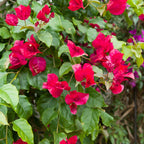  Bougainvillier Rouge