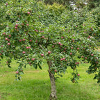  Pommier Melrose