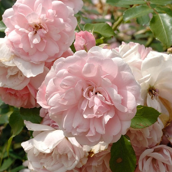  Rosier Bonica 82®