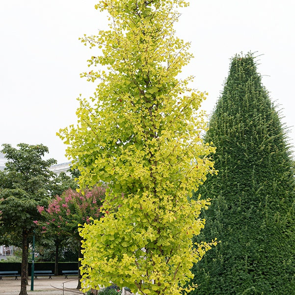  Ginkgo Biloba Blagon - Arbre Aux 40 écus