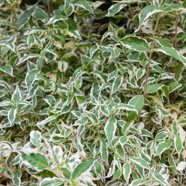  Diervilla Sessilifolia Variegata