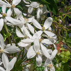  Clématite Du Père Armand Snowdrift