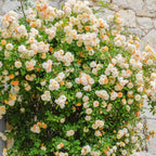  Rosier Ghislaine De Féligonde
