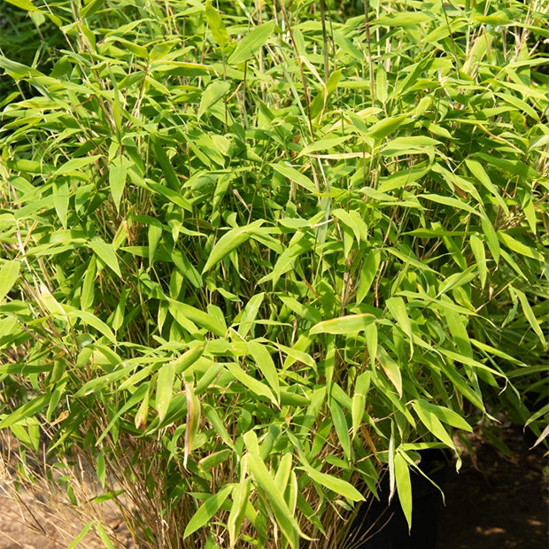  Bambou Fargesia Rufa Non-traçant