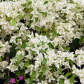  Bougainvillier Blanc