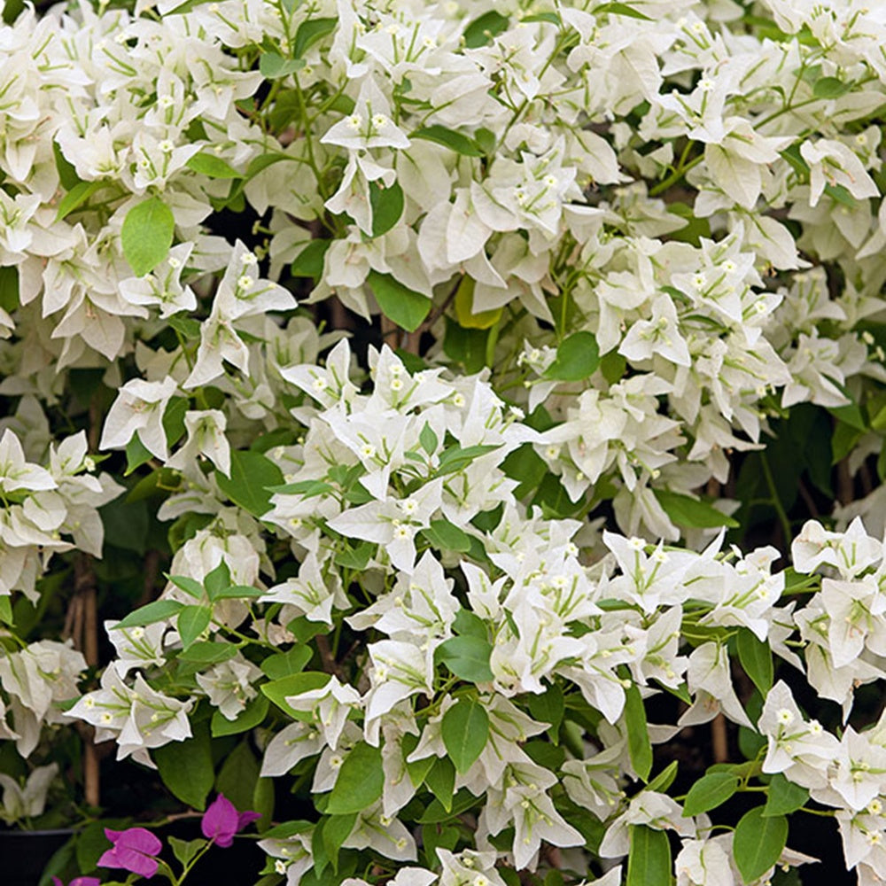  Bougainvillier Blanc