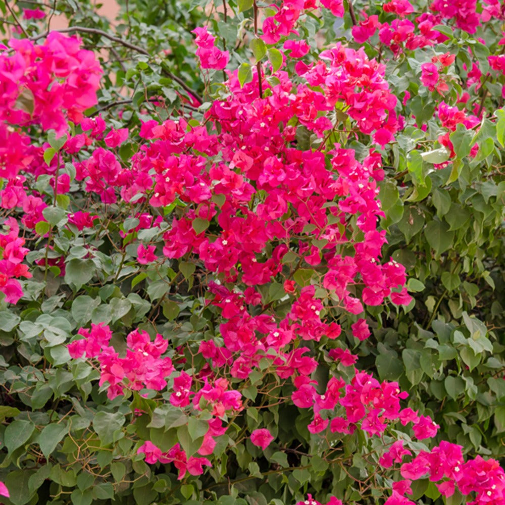  Bougainvillier Rose