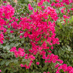  Bougainvillier Rose