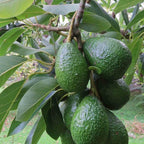  Avocatier 'Duke 7'