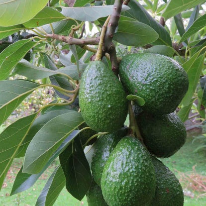  Avocatier 'Duke 7'