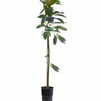  Avocatier 'Duke 7'