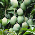  Manguier 'Osteen'