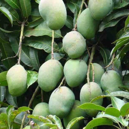  Manguier 'Osteen'