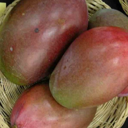  Manguier 'Osteen'