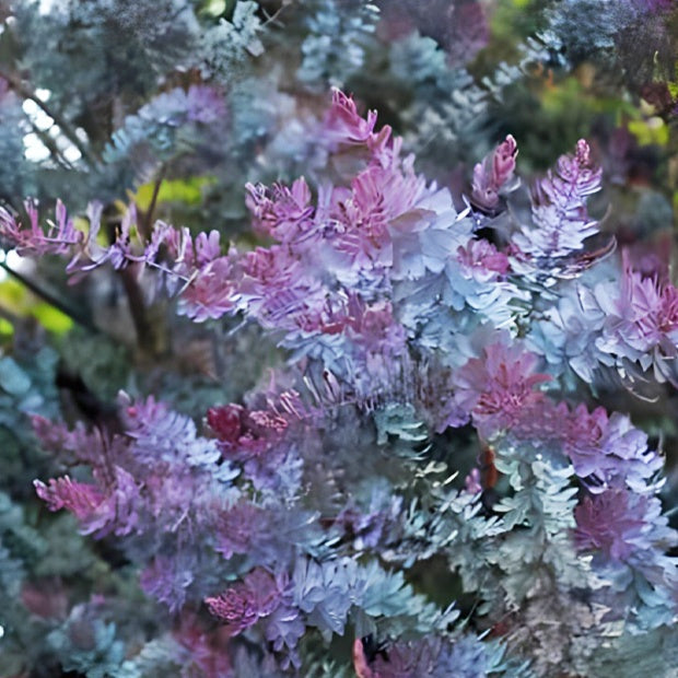  Mimosa De Bailey à Feuillage Pourpre?