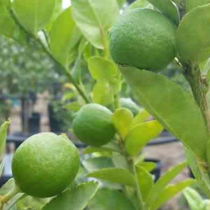  Citronnier Limettier