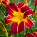  3 Hémérocalles Everydaylily Red Ribs