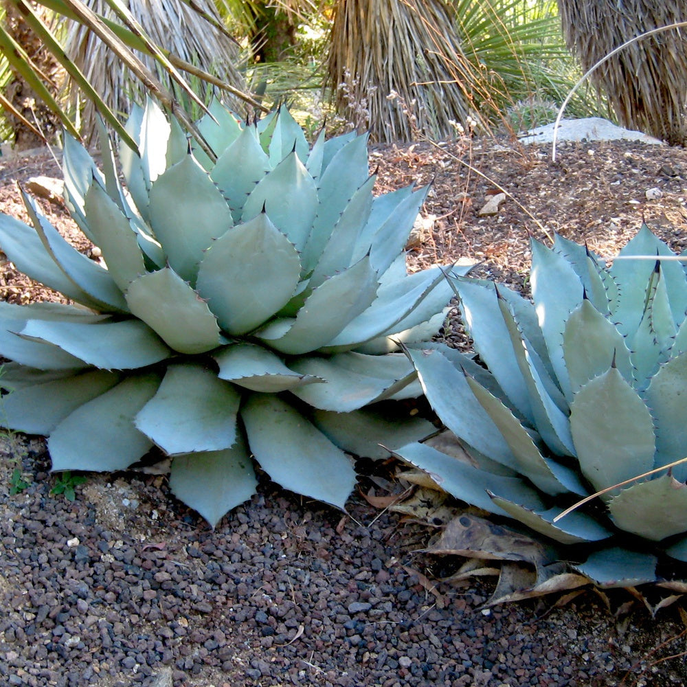  Agave De Parry